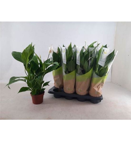 Pl. spathiphyllum strauss 50cm x8 - SPASTR81350