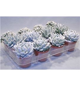 Pl. succulenten mixto 15cm x18 - SUCMIX1850815