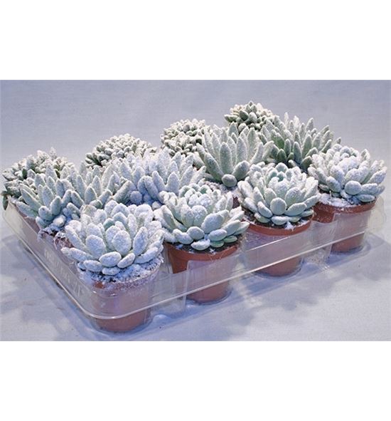 Pl. succulenten mixto 15cm x18 - SUCMIX1850815