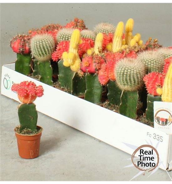 Pl. cactus mini mixto 15cm x40 - CACMMIX4050515