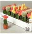 Pl. cactus mini mixto 15cm x40 - CACMMIX4050515