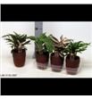 Pl. calathea mixta 55cm x8 - CALMIX81455