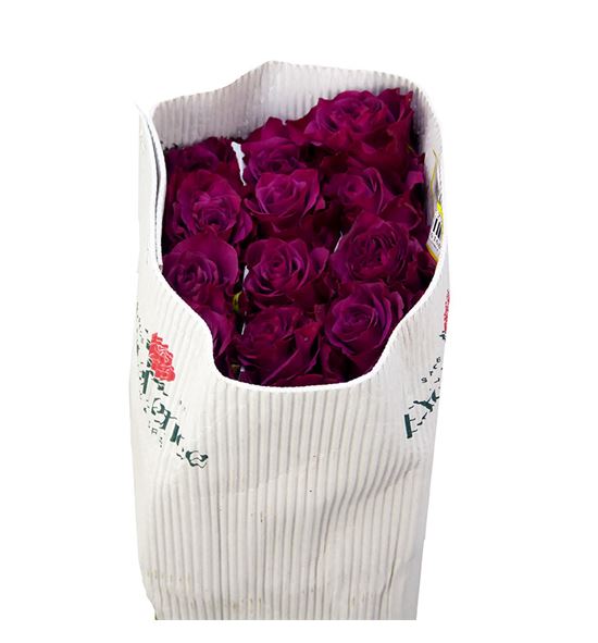 Rosa ecu ascot 40 - REASC