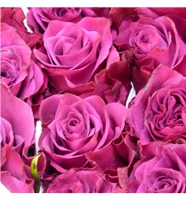 Rosa ecu ascot 40 - REASC