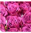 Rosa ecu ascot 40 - REASC1