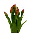 Tulipan red mark 35 - TULREDMAR