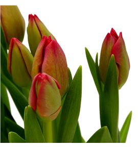 Tulipan red mark 35 - TULREDMAR