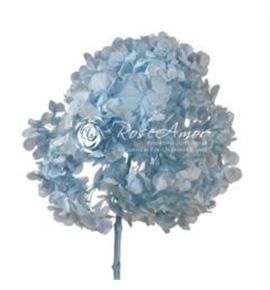 Hortensia preservada blue 89 - HYDPREBLU89