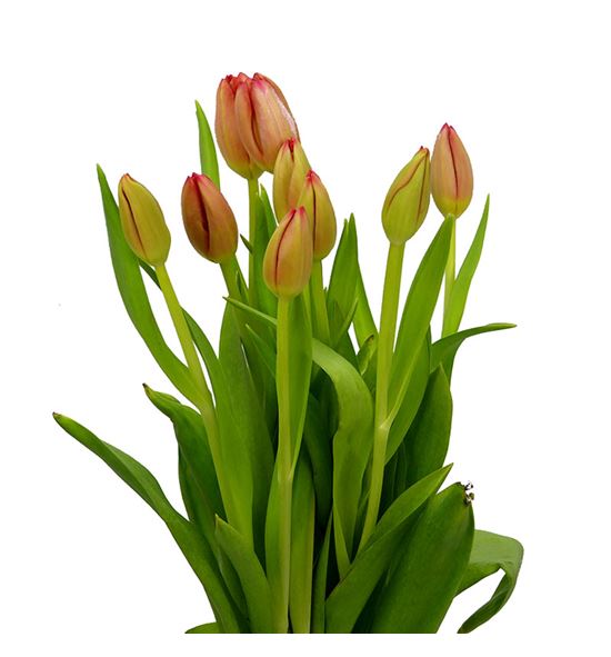 Tulipan mark pink 37 - TULMARPIN