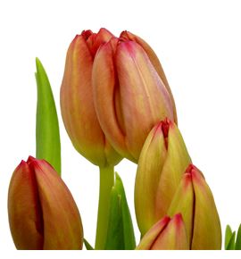 Tulipan mark pink 37 - TULMARPIN