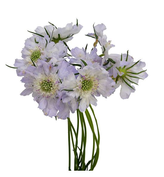 Scabiosa jiska 70 - SCAJIS