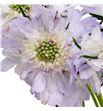 Scabiosa jiska 70 - SCAJIS1