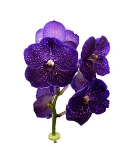 Vanda violet dark x16 - VANVIODAR