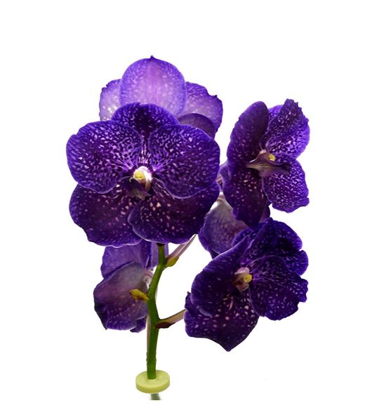 Vanda violet dark x16 - VANVIODAR