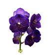 Vanda violet dark x16 - VANVIODAR