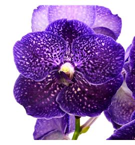 Vanda violet dark x16 - VANVIODAR