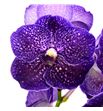 Vanda violet dark x16 - VANVIODAR1