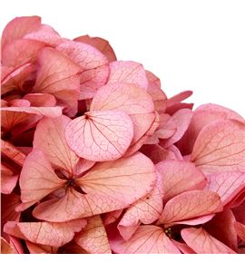 Hortensia preservada pink 09 - HORPREPIN09