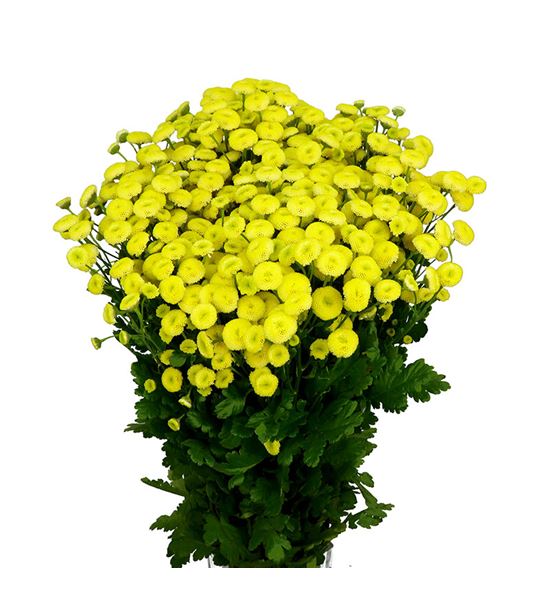 Tanacetum nac baya amarillo - TANAMA