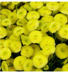 Tanacetum nac baya amarillo - TANAMA