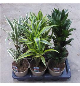 Pl. dracaena fragrans 60cm x6 - DRAFRA61760