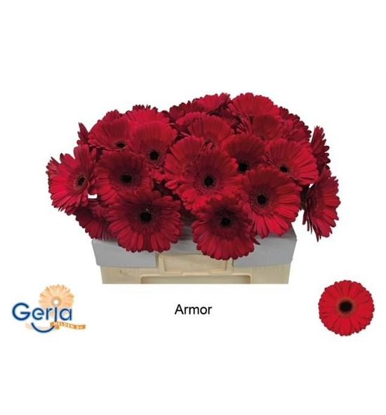 Gerbera armor 50 x10 - GERARM5010