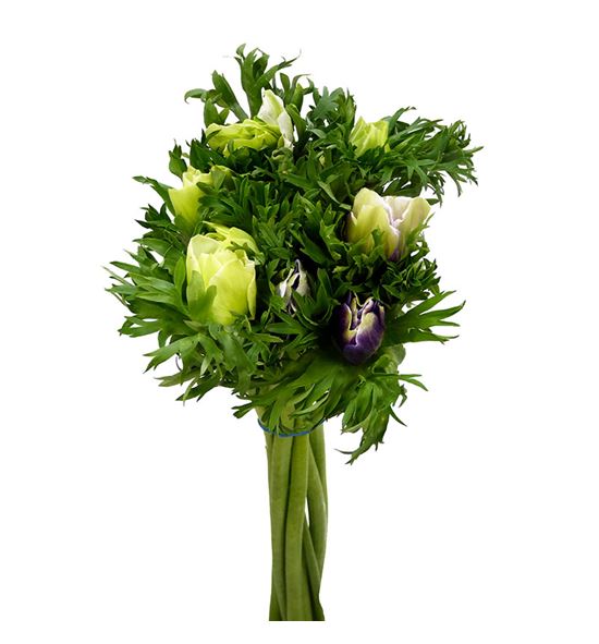 Anemona pastel 45 - ANEPAS