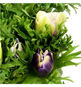 Anemona pastel 45 - ANEPAS