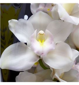 Cymbidium muscle white x6 - CYMBMUSWHI1