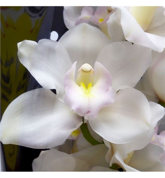 Cymbidium muscle white x6 - CYMBMUSWHI1