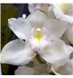 Cymbidium muscle white x6 - CYMBMUSWHI1