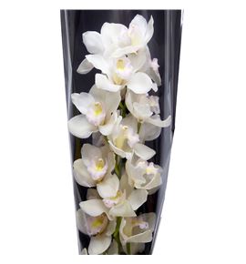 Cymbidium muscle white x6 - CYMBMUSWHI1