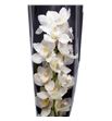 Cymbidium muscle white x6 - CYMBMUSWHI