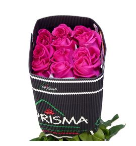 Rosa ecu pink floyd 50 - REPINFLO