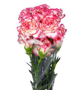 Clavel blanco-rosa - CLABLAROS