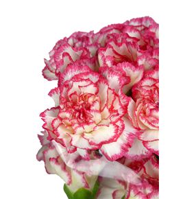 Clavel blanco-rosa - CLABLAROS