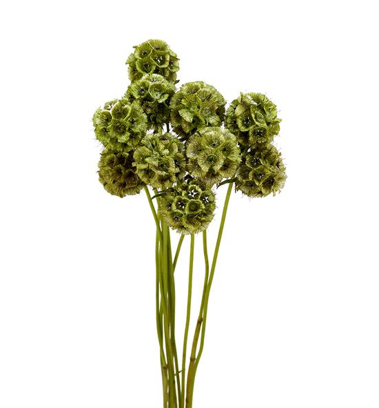 Scabiosa teñido verde 70 - SCATENVER