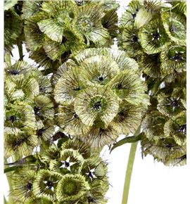 Scabiosa teñido verde 70 - SCATENVER