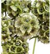 Scabiosa teñido verde 70 - SCATENVER1