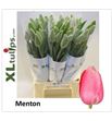 Tulipan menton 60 - TULMEN