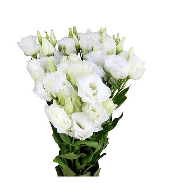 Lisianthus arena giant white 70 - LISAREGIAWHI