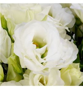 Lisianthus arena giant white 70 - LISAREGIAWHI