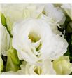 Lisianthus arena giant white 70 - LISAREGIAWHI1