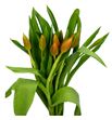 Tulipan cath-amalia 40 - TULCATAMA