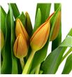 Tulipan cath-amalia 40 - TULCATAMA1