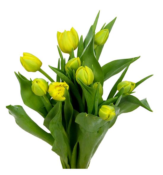 Tulipan double trouble 38 - TULDOUTRO