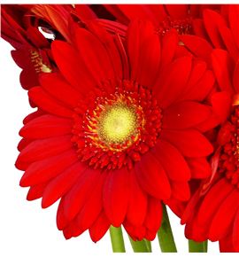 Gerb mini lipstick 50 - GERMLIP