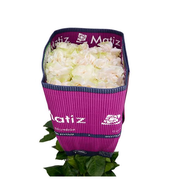 Rosa ecu cotton expresion 60 - RECOTEXP