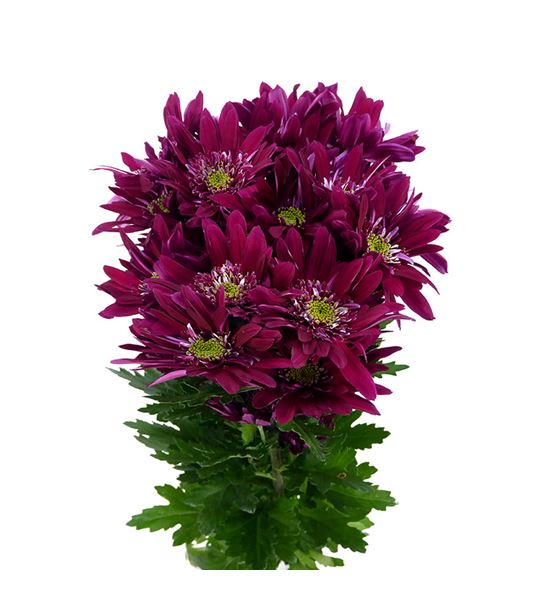 Marg saba fucsia - MSABFUC