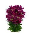 Marg saba fucsia - MSABFUC